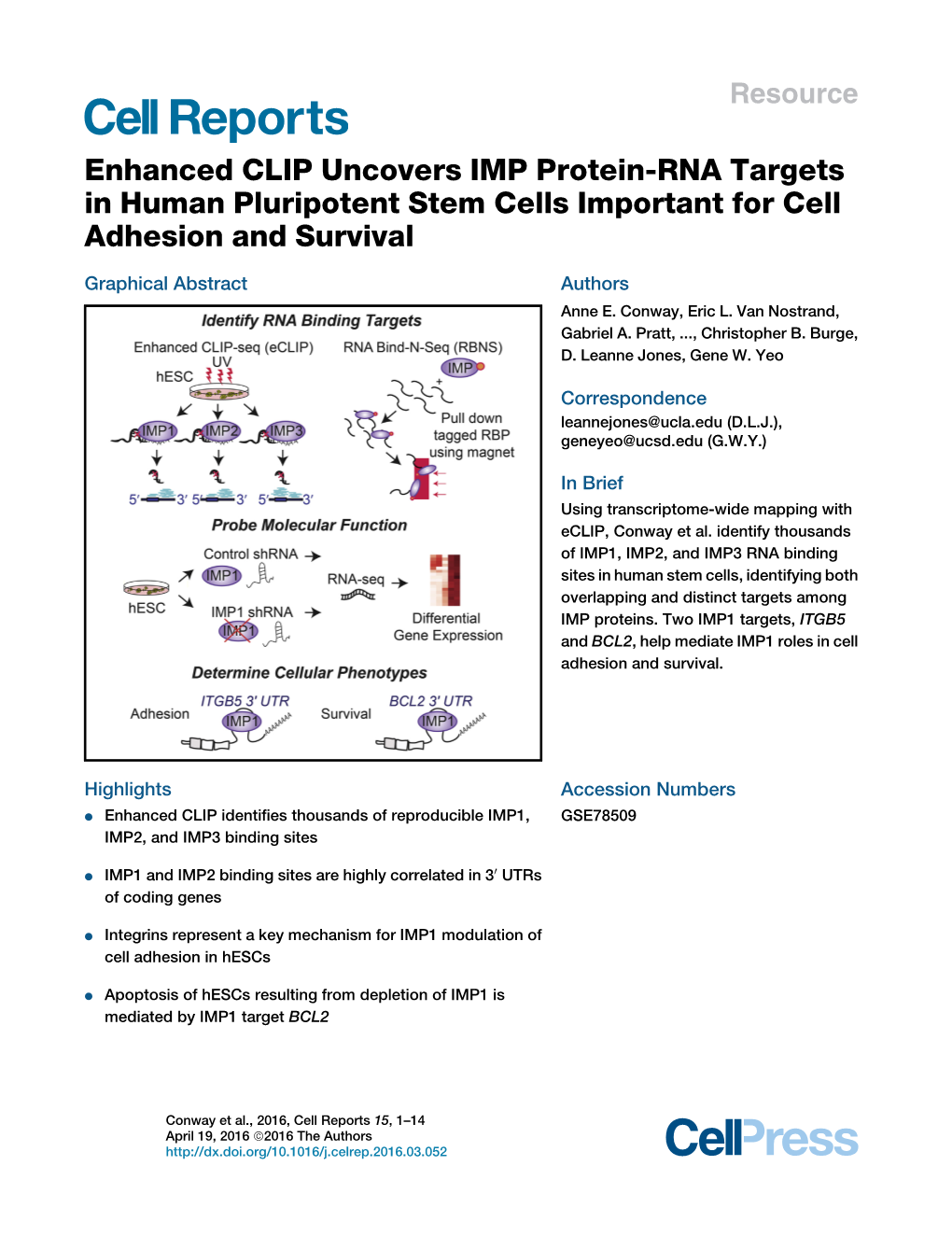 Enhanced CLIP Uncovers IMP Protein-RNA Targets in Human Pluripotent Stem Cells Important for Cell Adhesion and Survival
