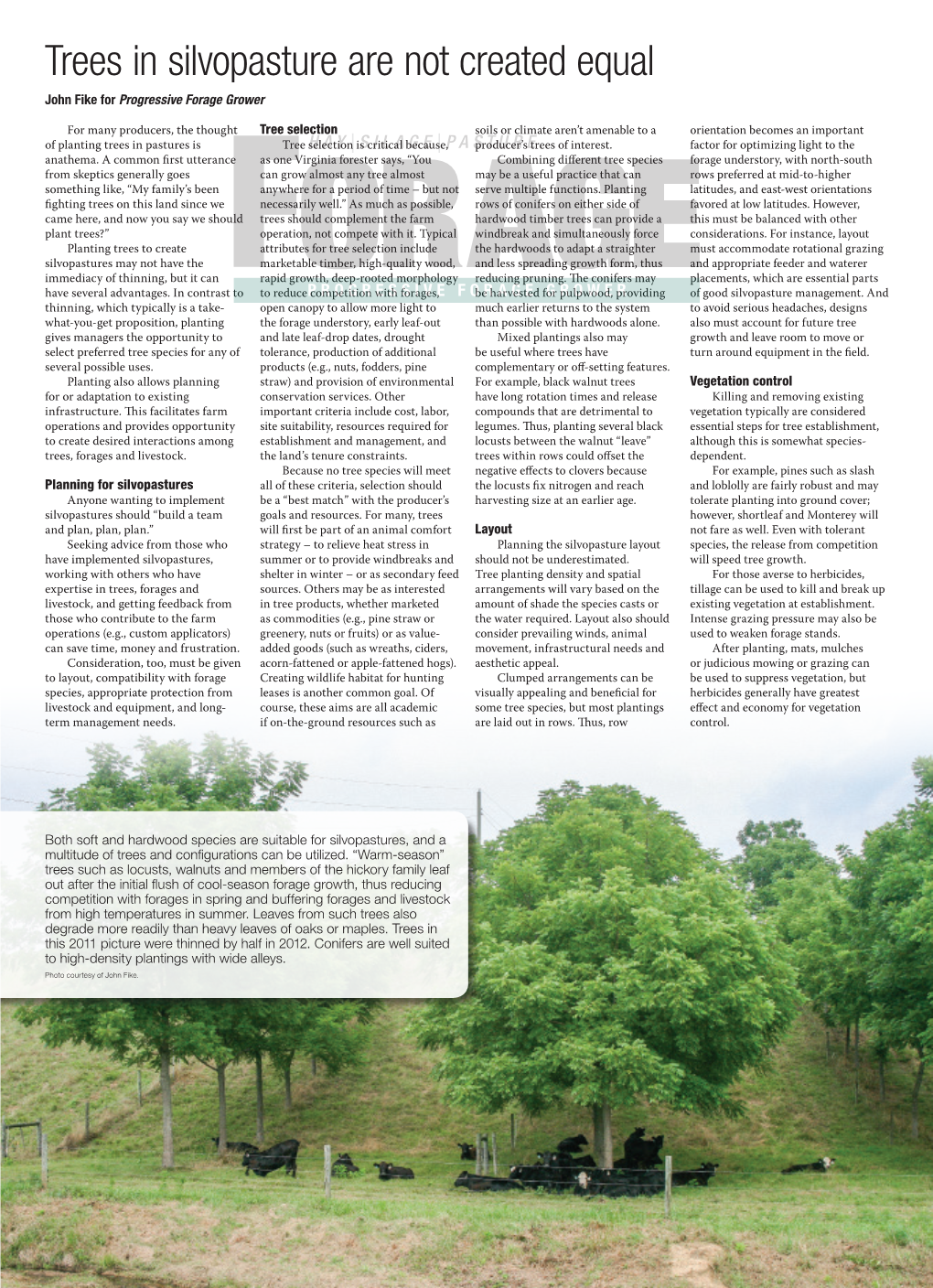 Trees in Silvopasture Are Not Created Equal John Fike for Progressive Forage Grower