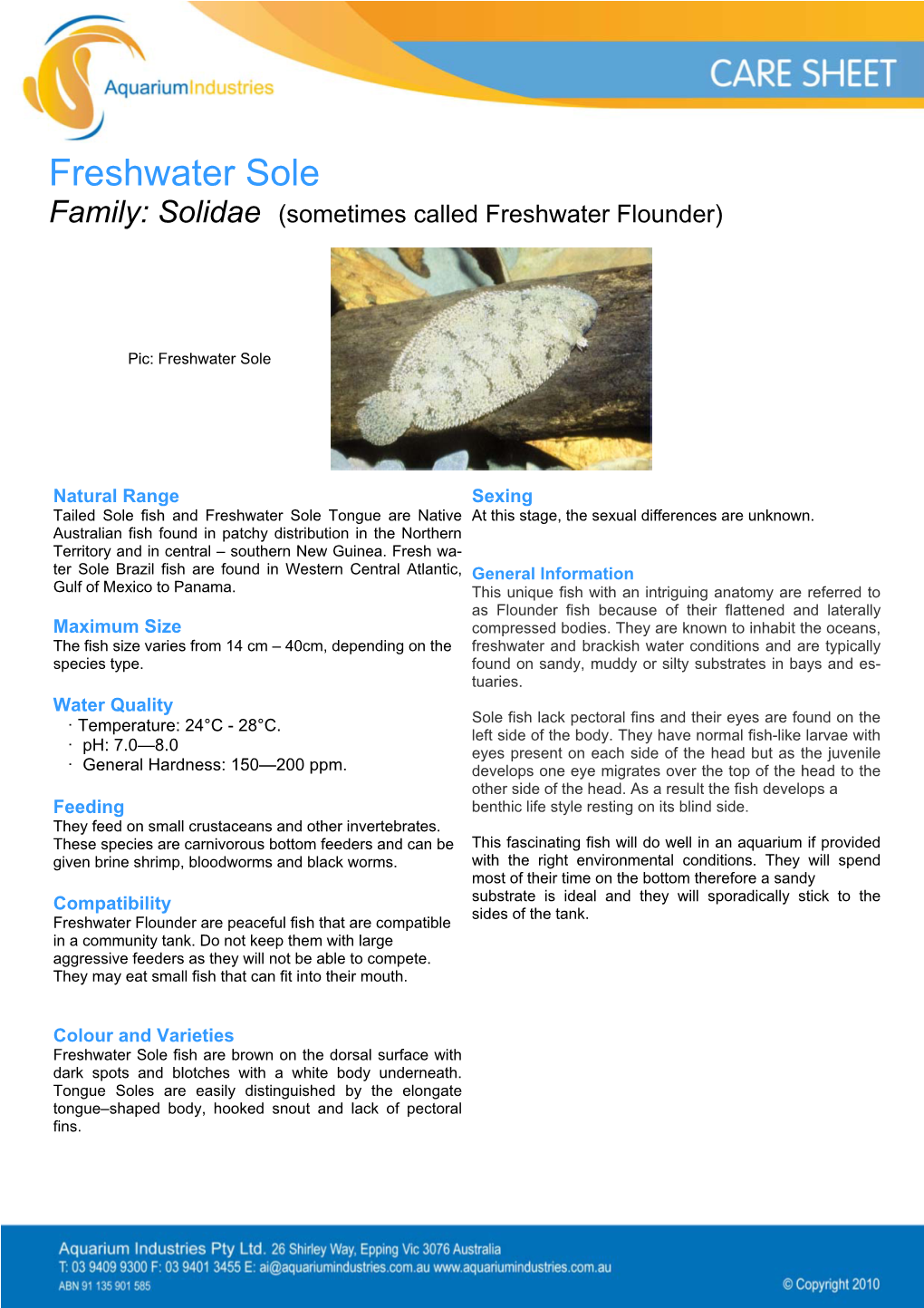 Freshwater Sole Family: Solidae (Sometimes Called Freshwater Flounder)