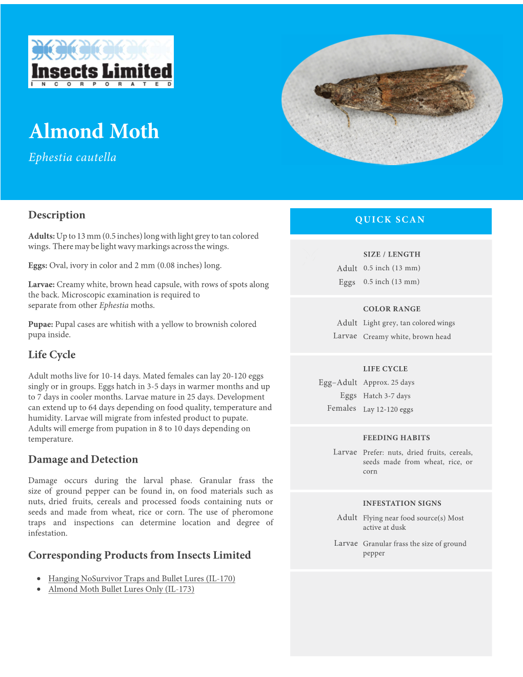 Almond Moth Ephestia Cautella