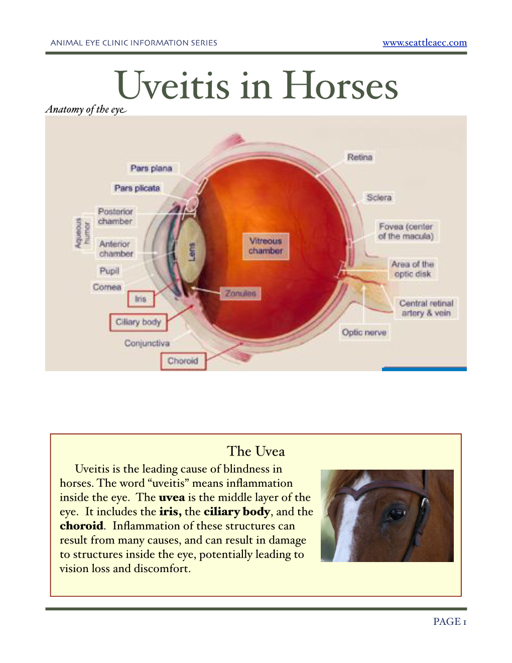 Uveitis in Horses Anatomy of the Eye