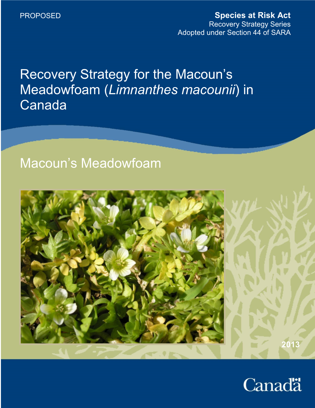 Recovery Strategy for the Macoun's Meadowfoam (Limnanthes Macounii)