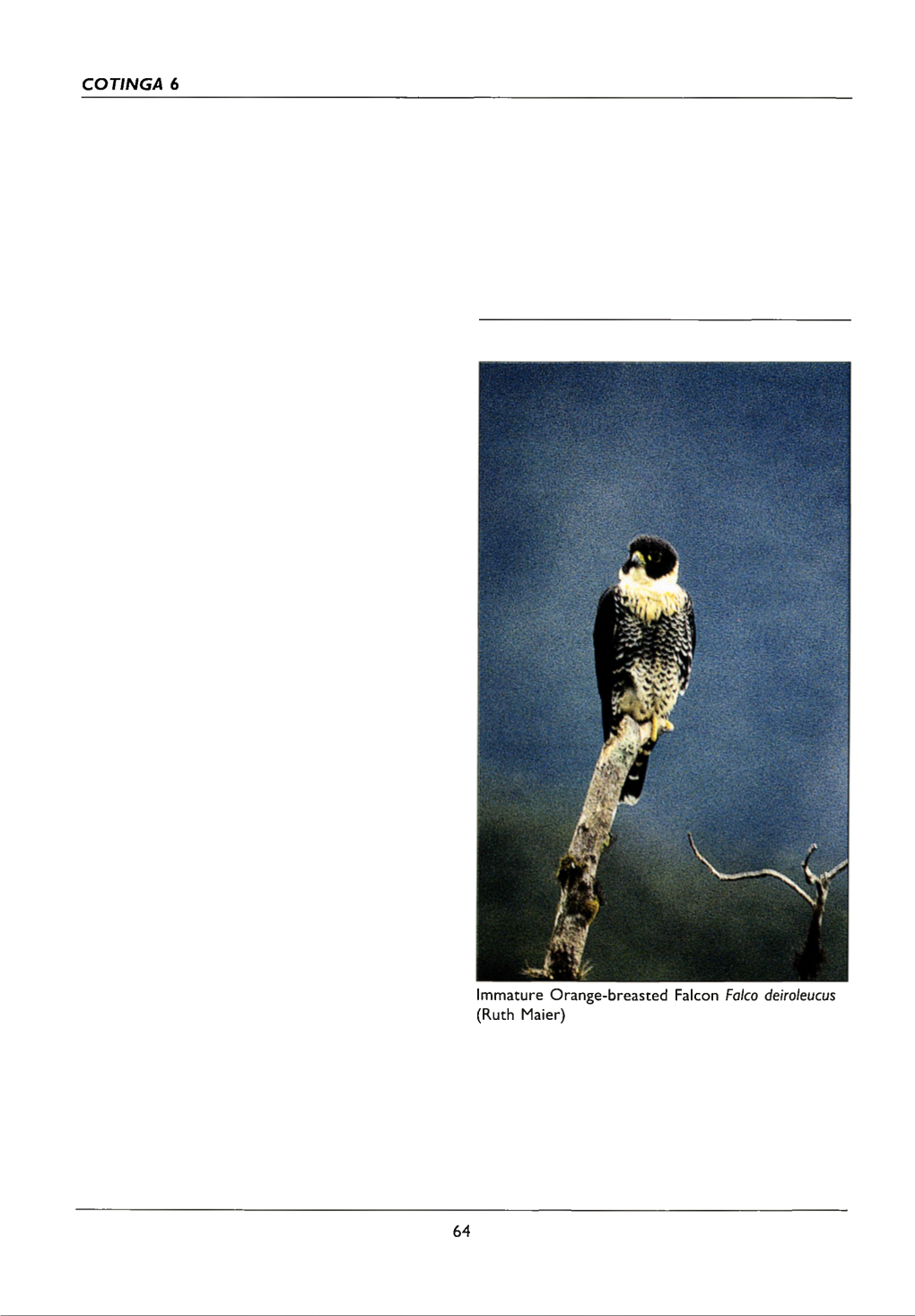 First Records of the Orange-Breasted Falcon Falco Deiroleucus in Central Amazonian Brazil, with Short Behavioural Notes