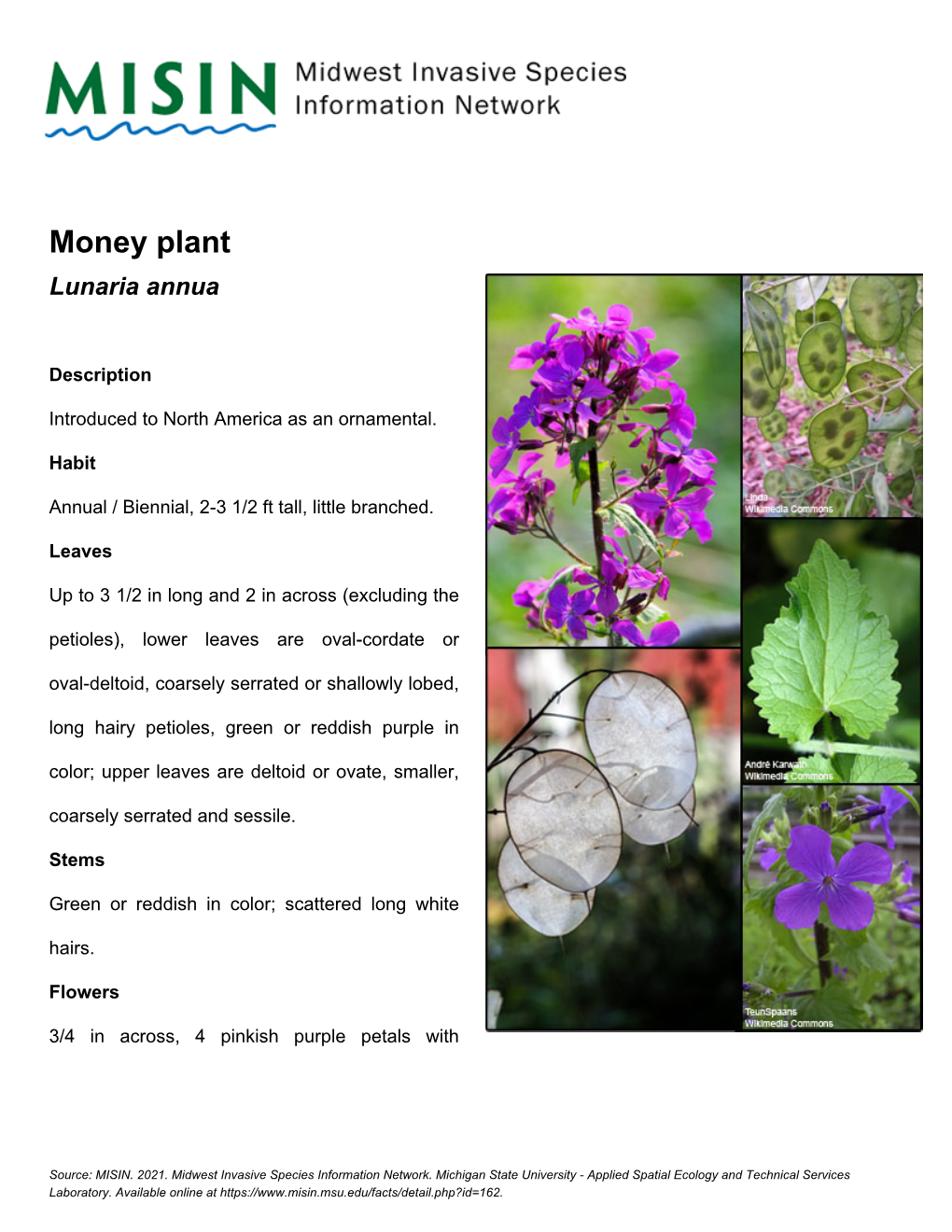 Money Plant Lunaria Annua