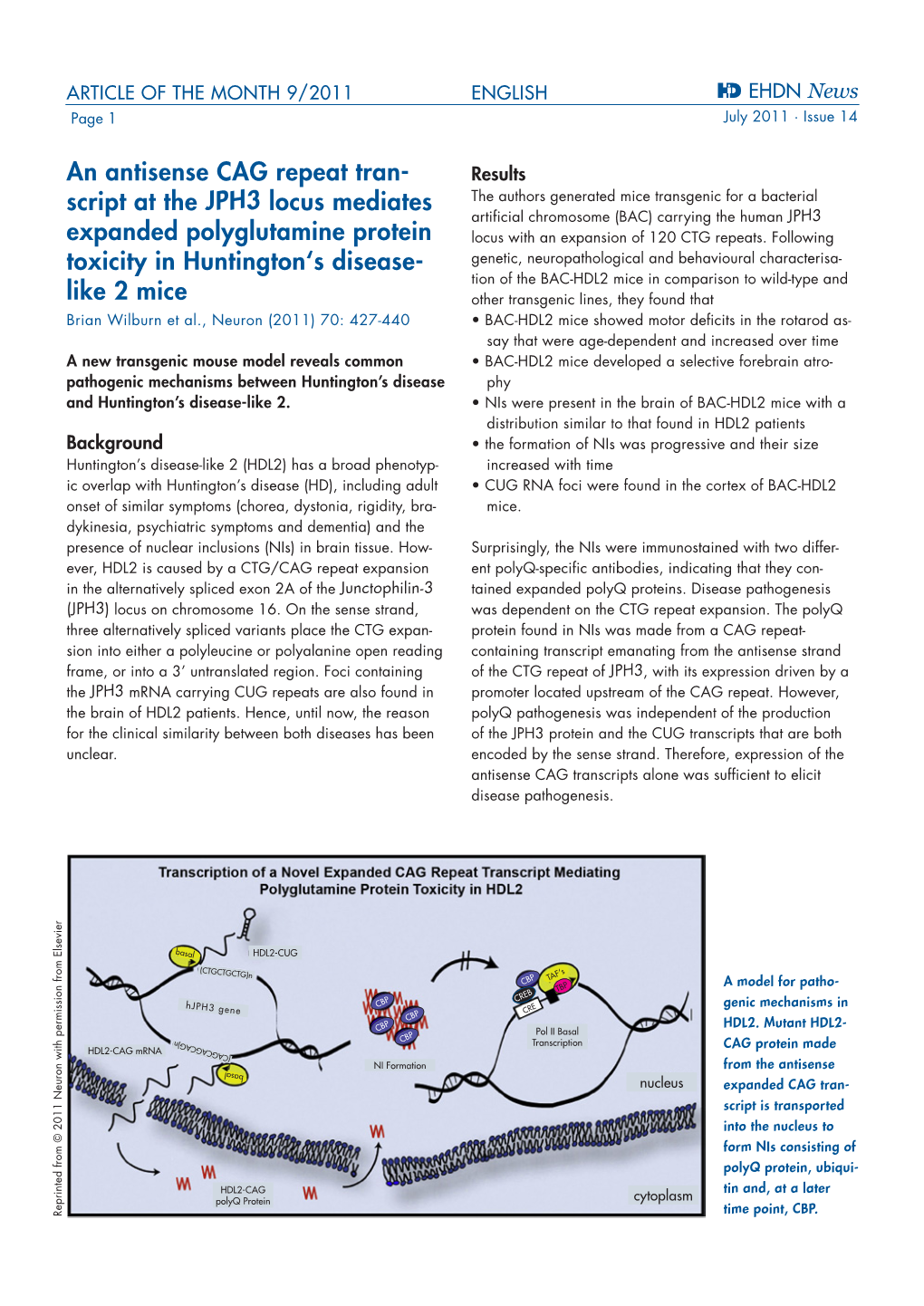 An Antisense CAG Repeat Tran- Script at the JPH3 Locus