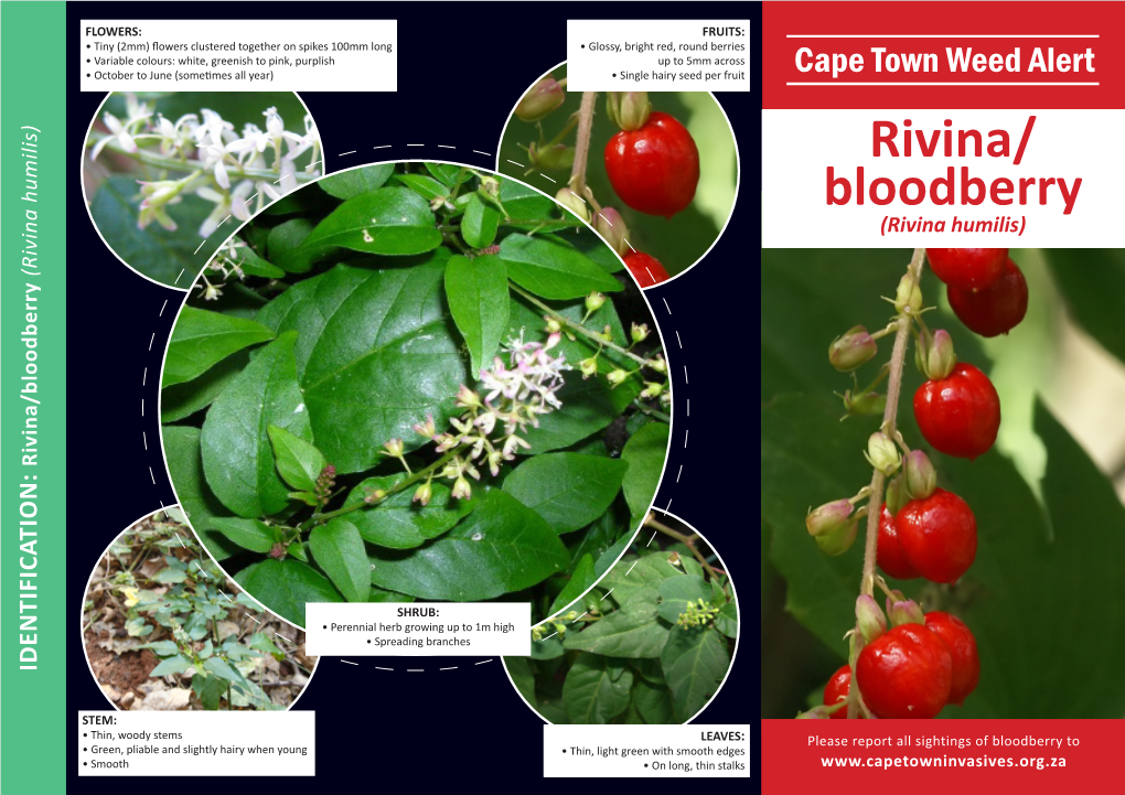 Rivina/ Bloodberry (Rivina Humilis) (Rivina Humilis)