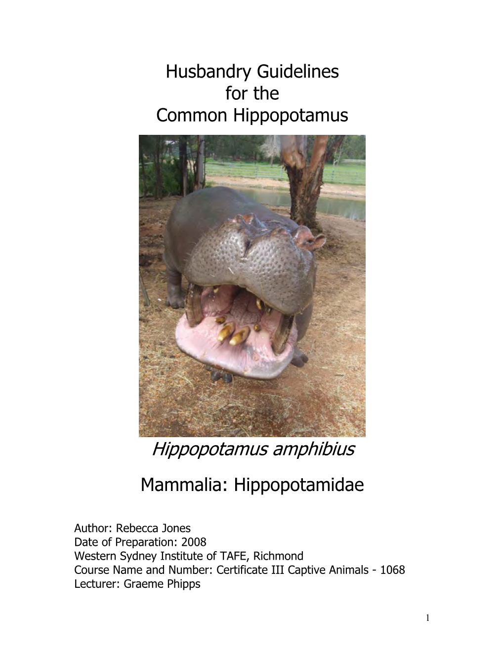 Hippopotamus Amphibius