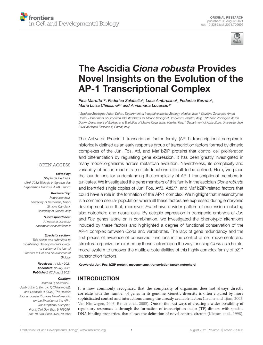 The Ascidia Ciona Robusta Provides Novel Insights on the Evolution of the AP-1 Transcriptional Complex
