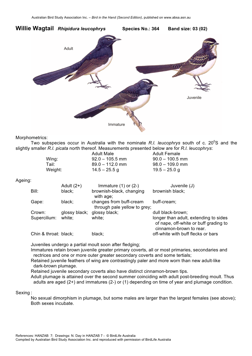 Willie Wagtail Rhipidura Leucophrys Species No.: 364 Band Size: 03 (02)