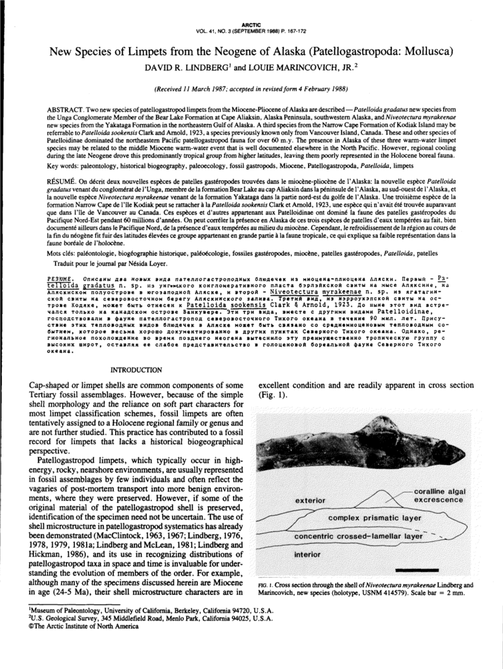 New Species of Limpets from the Neogene of Alaska