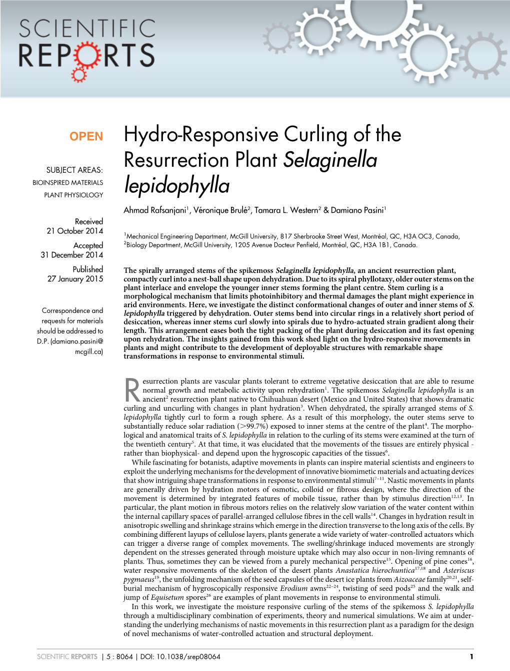 Hydro-Responsive Curling of the Resurrection Plant Selaginella Lepidophylla