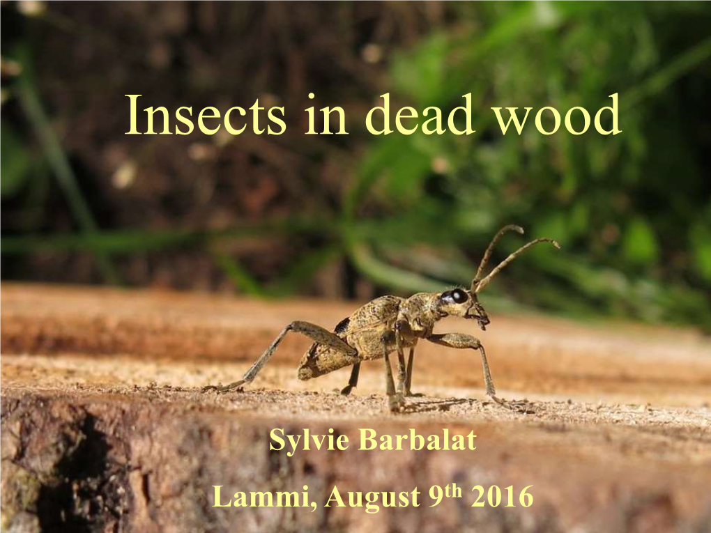 Insects in Dead Wood