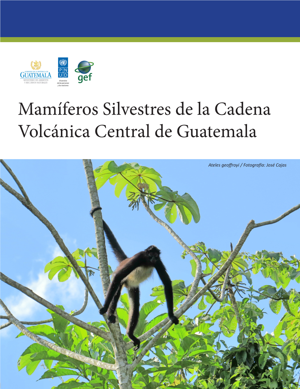 Mamíferos Silvestres De La Cadena Volcánica Central De Guatemala