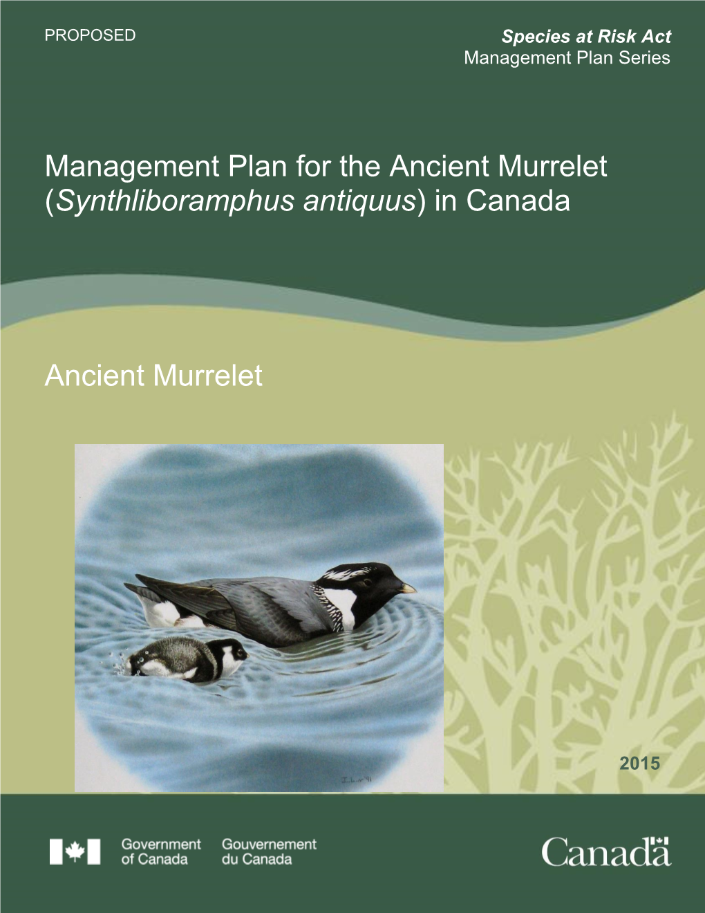 Ancient Murrelet (Synthliboramphus Antiquus) in Canada