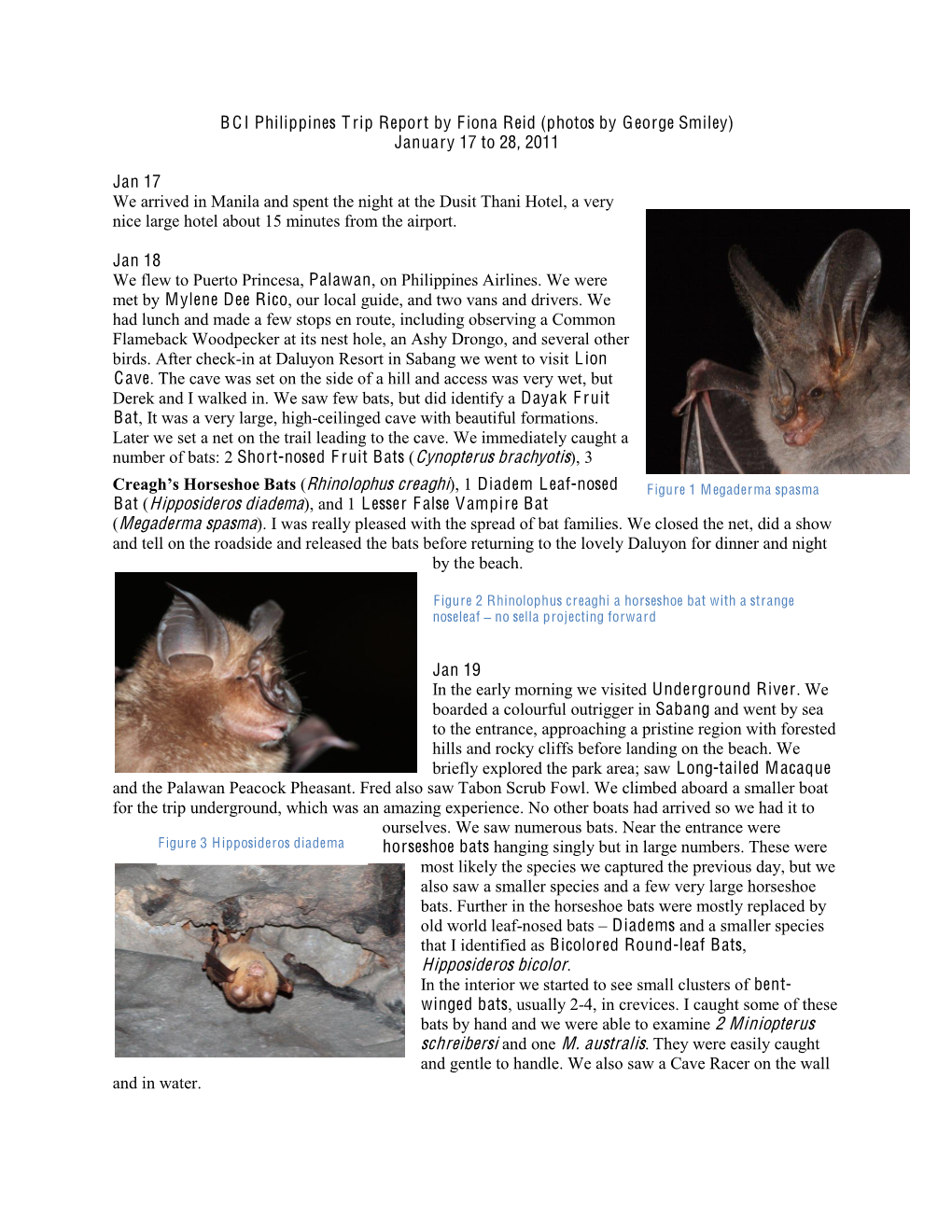 Hipposideros Bicolor. in the Interior We Started to See Small Clusters of Bent- Winged Bats, Usually 2-4, in Crevices