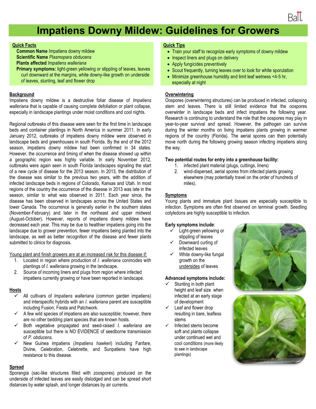 Impatiens Downy Mildew: Guidelines for Growers