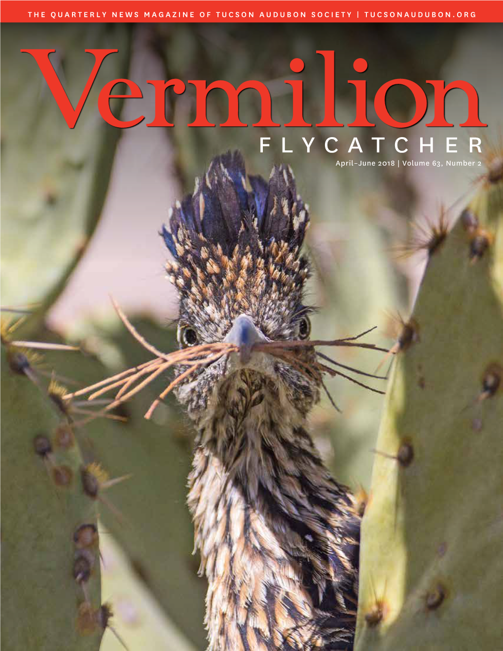 Vermilion Flycatcher