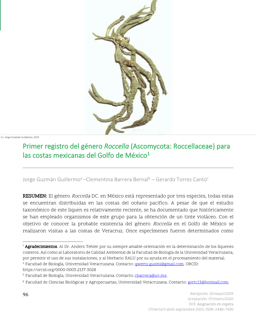 Primer Registro Del Género Roccella (Ascomycota: Roccellaceae) Para Las Costas Mexicanas Del Golfo De México1