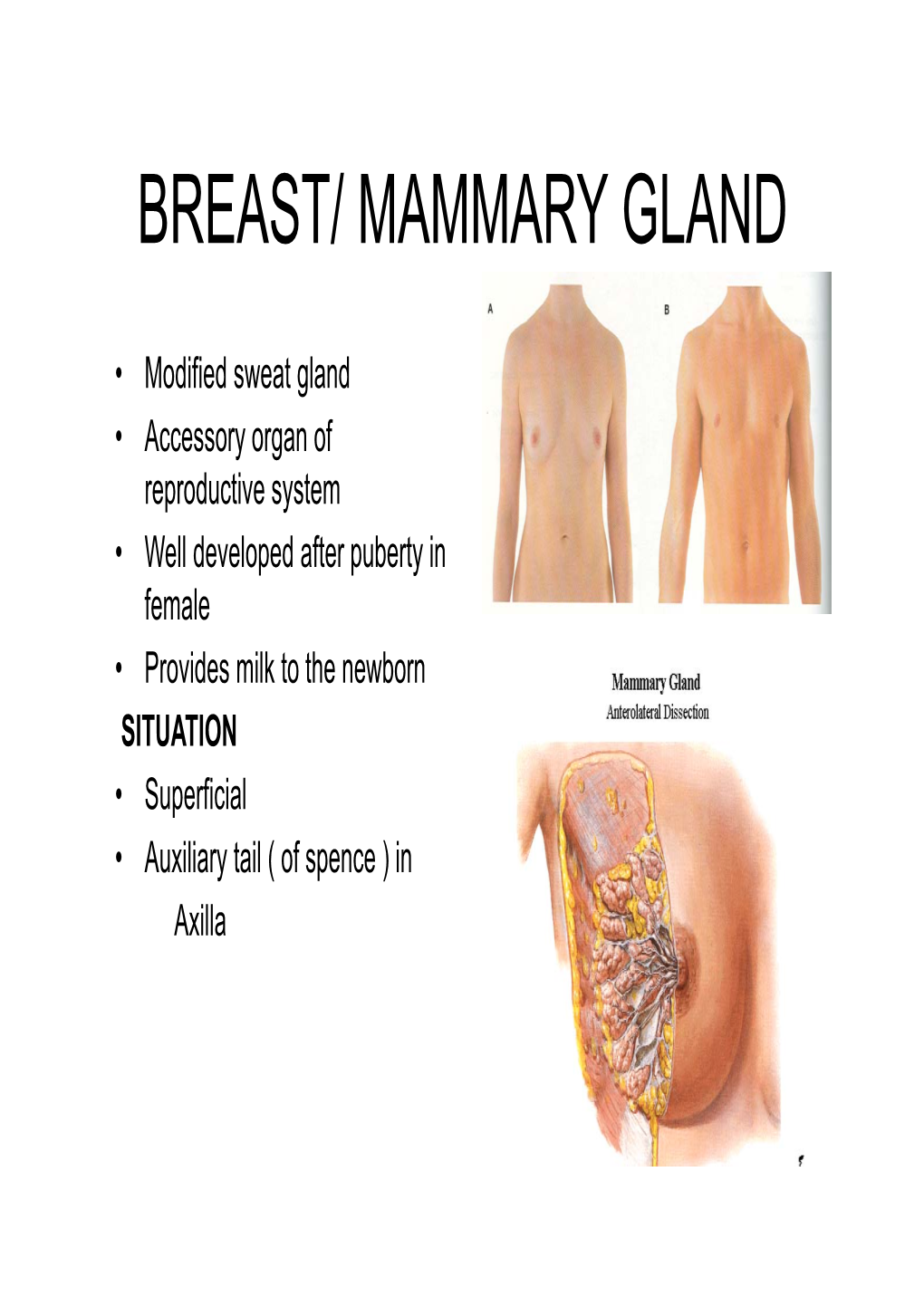 Lect- Breast A