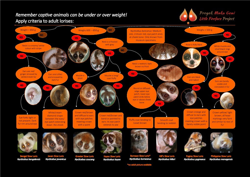 Remember Captive Animals Can Be Under Or Over Weight! Apply Criteria to Adult Lorises