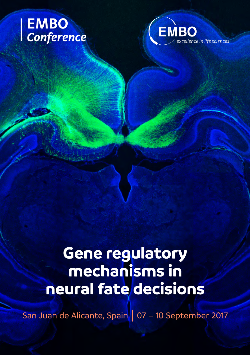 Gene Regulatory Mechanisms in Neural Fate Decisions