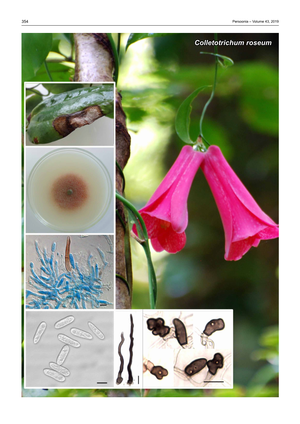 Colletotrichum Roseum Fungal Planet Description Sheets 355