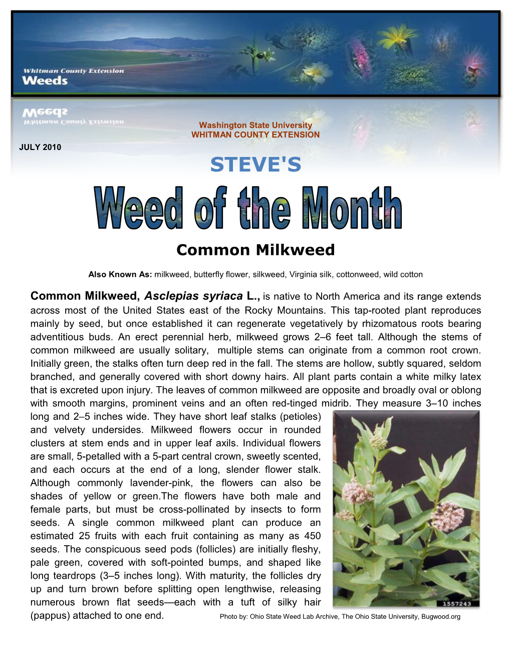 Common Milkweed