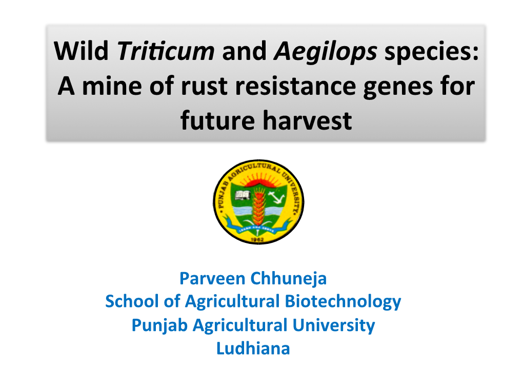 Wild Trincum and Aegilops Species: a Mine of Rust Resistance Genes for Future
