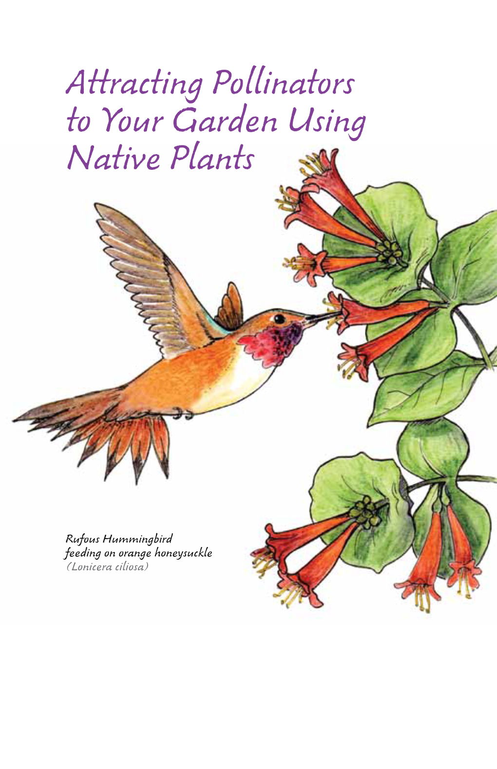 Attracting Pollinators with Native Plants
