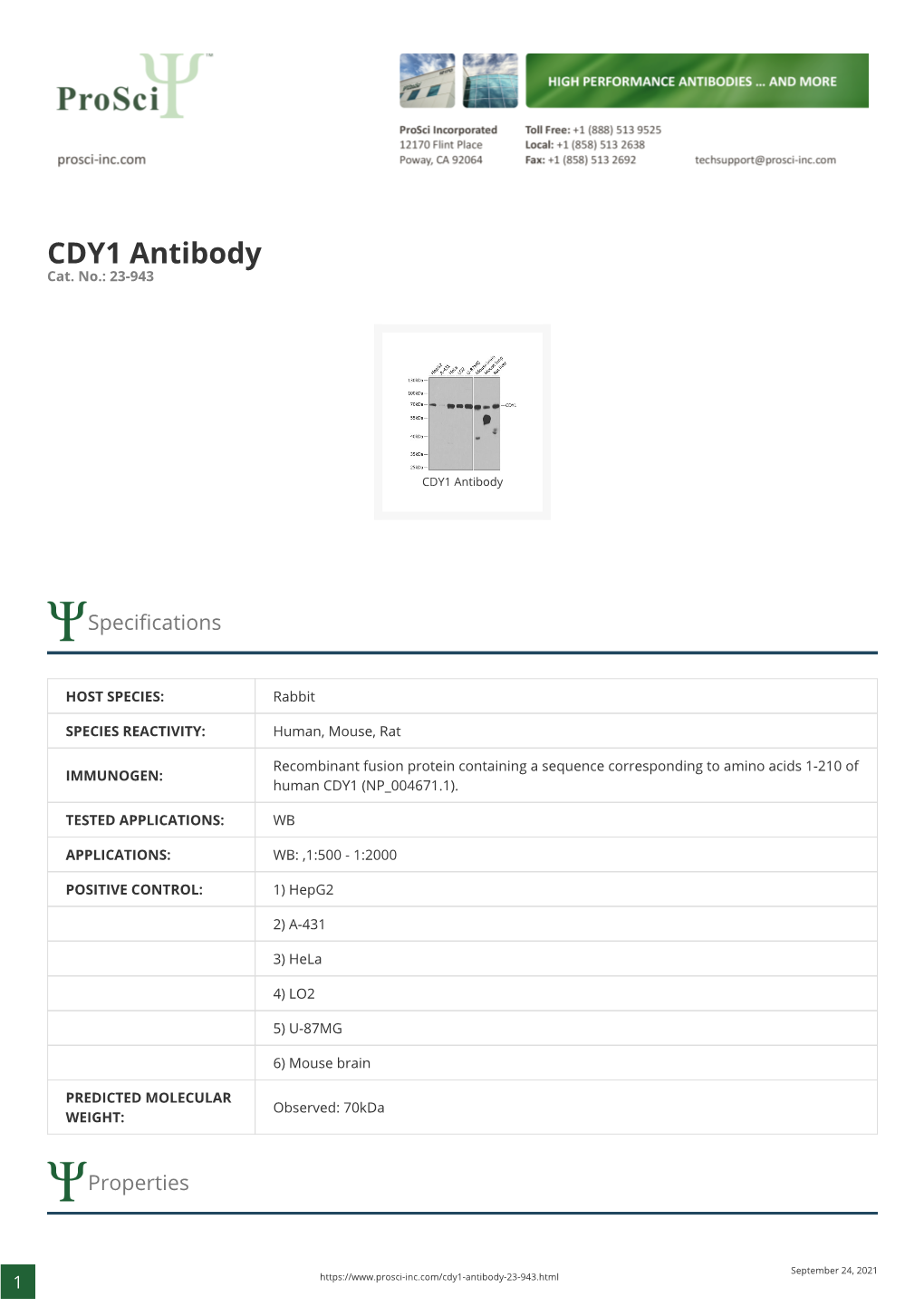 CDY1 Antibody Cat