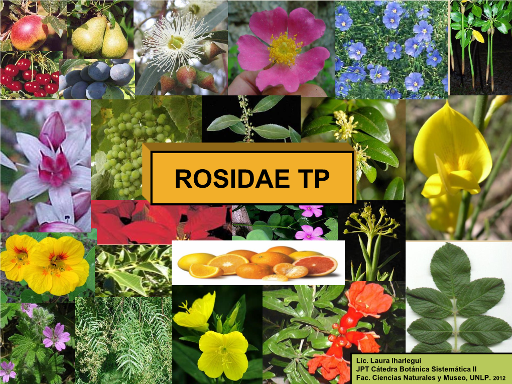 Rosaceae-Fabaceae.Pdf