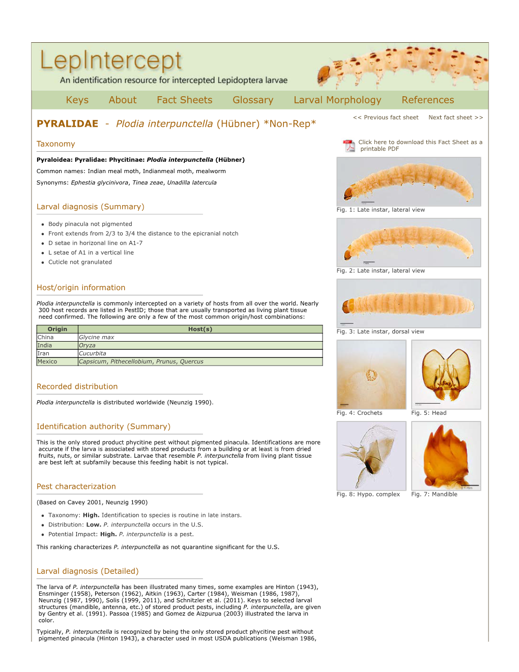 Plodia Interpunctella (Hübner) *Non-Rep*