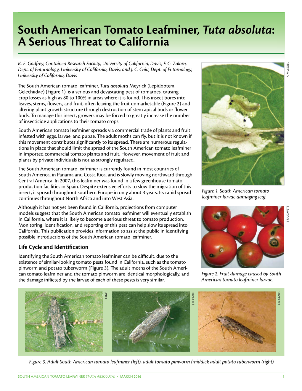 South American Tomato Leafminer, Tuta Absoluta: a Serious Threat to California