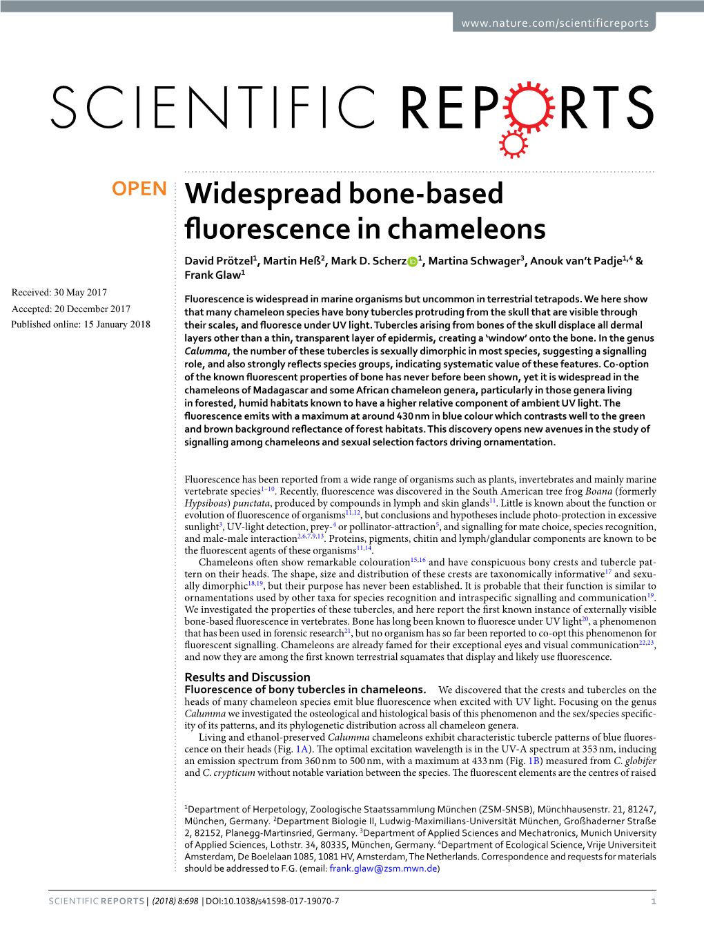 Widespread Bone-Based Fluorescence in Chameleons