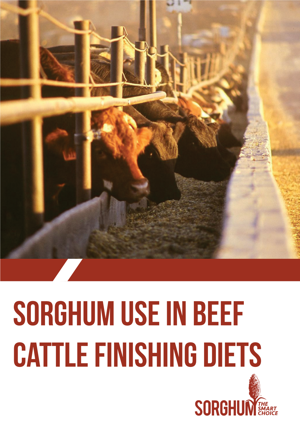 Sorghum Use in Beef Cattle Finishing Diets