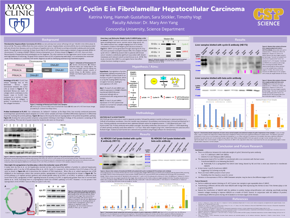 Analysis of Cyclin E in Fibrolamellar Hepatocellular Carcinoma Katrina Vang, Hannah Gustafson, Sara Stickler, Timothy Vogt Faculty Advisor: Dr