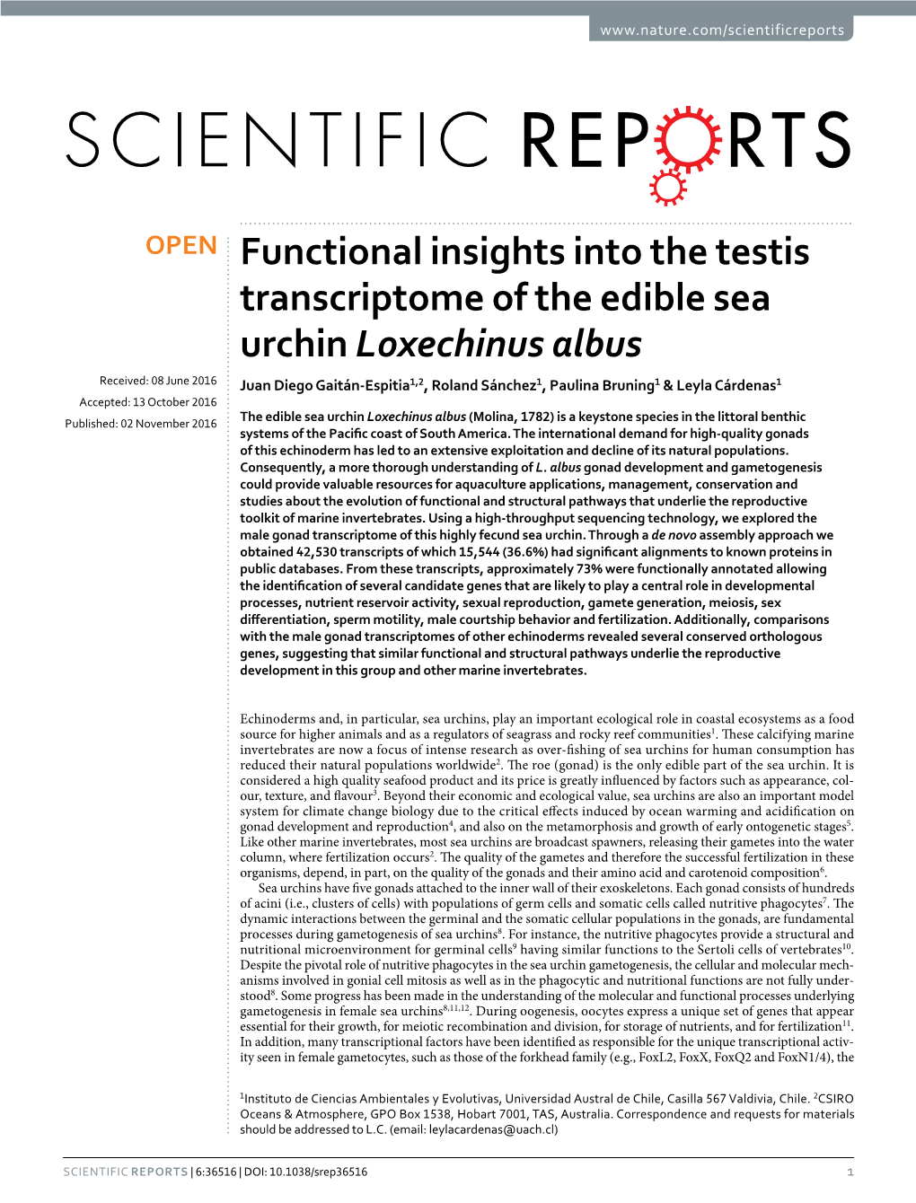 Functional Insights Into the Testis Transcriptome of the Edible Sea