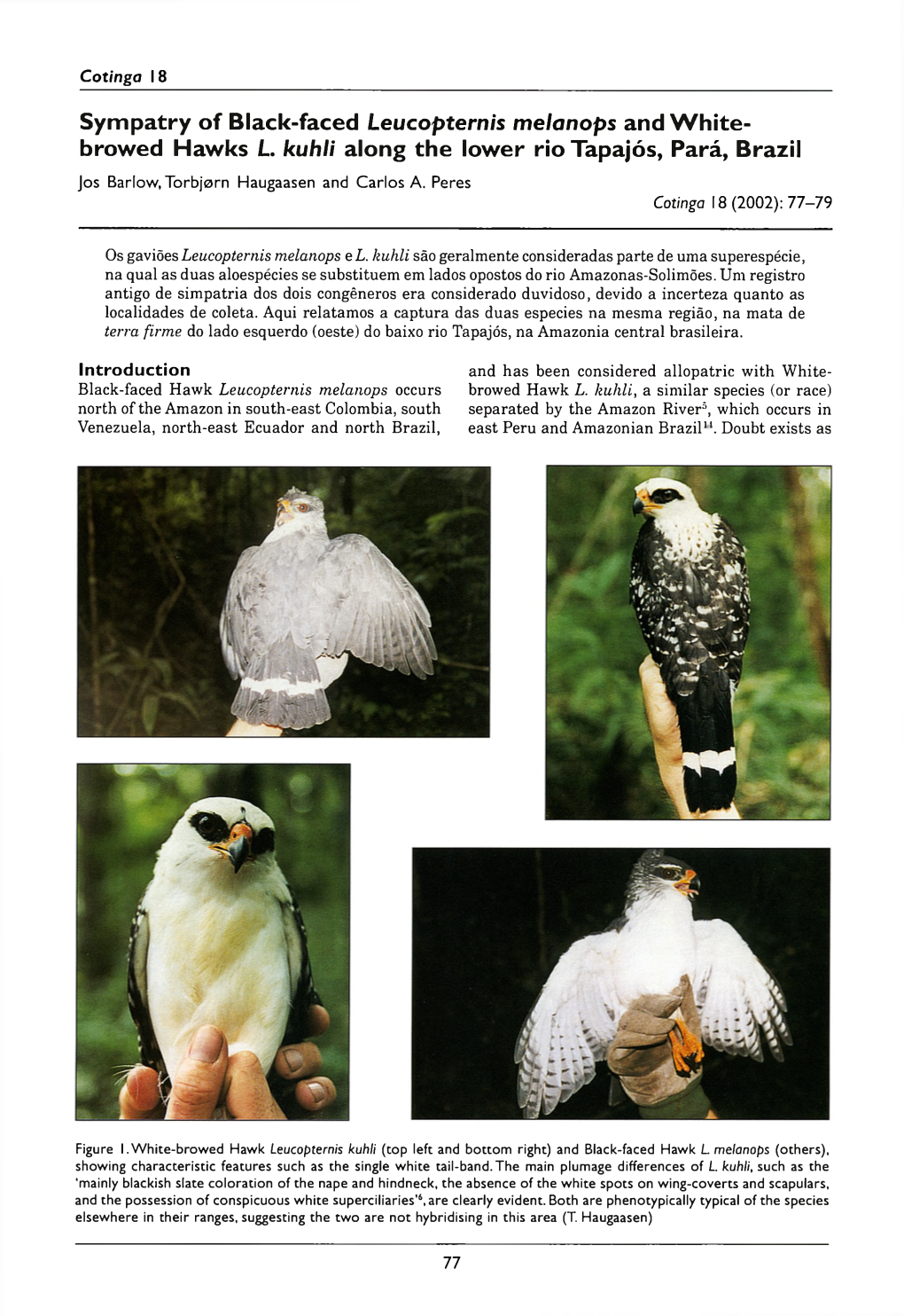 Sympatry of Black-Faced Leucopternis Melanops and White-Browed Hawks L. Kuhli Along the Lower Rio Tapajós, Pará, Brazil