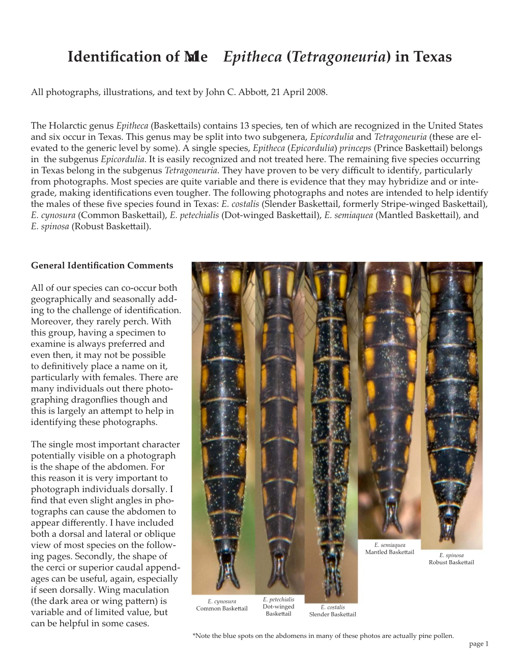 Identification of Male Epitheca (Tetragoneuria) in Texas