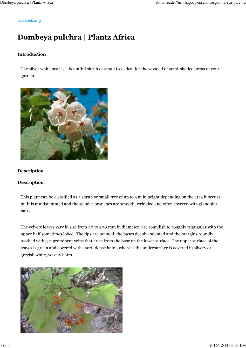 Dombeya Pulchra | Plantz Africa About:Reader?Url=