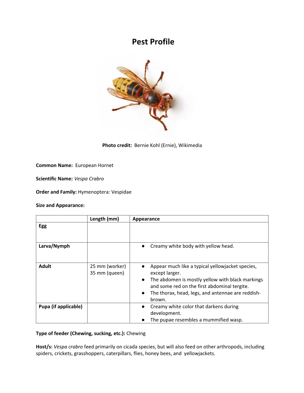 European Hornet