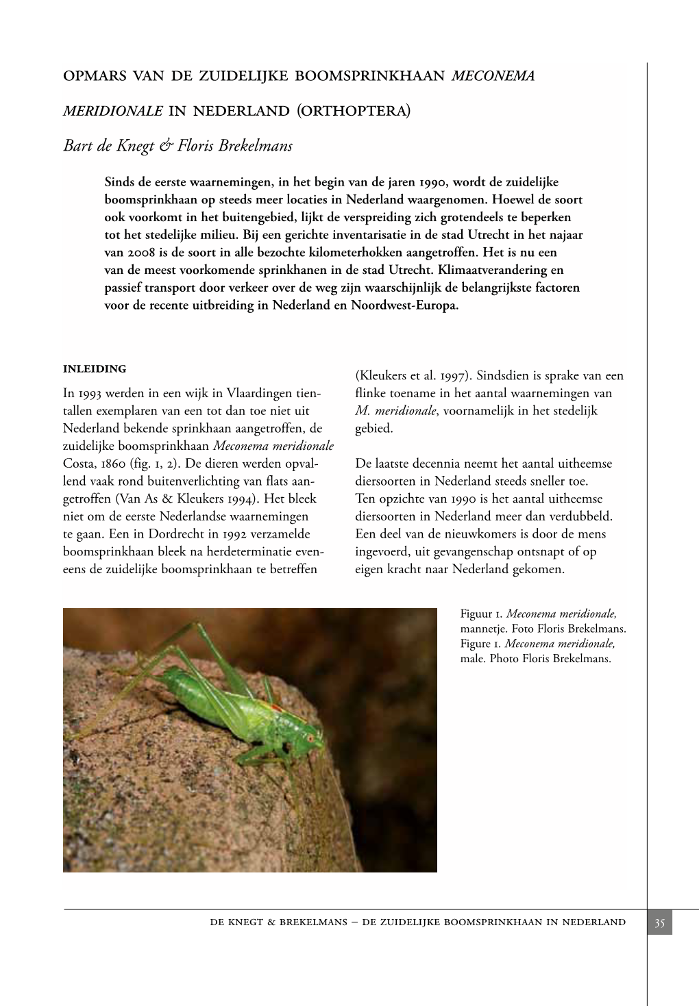 Opmars Van De Zuidelijke Boomsprinkhaan Meconema Meridionale in Nederland (Orthoptera)