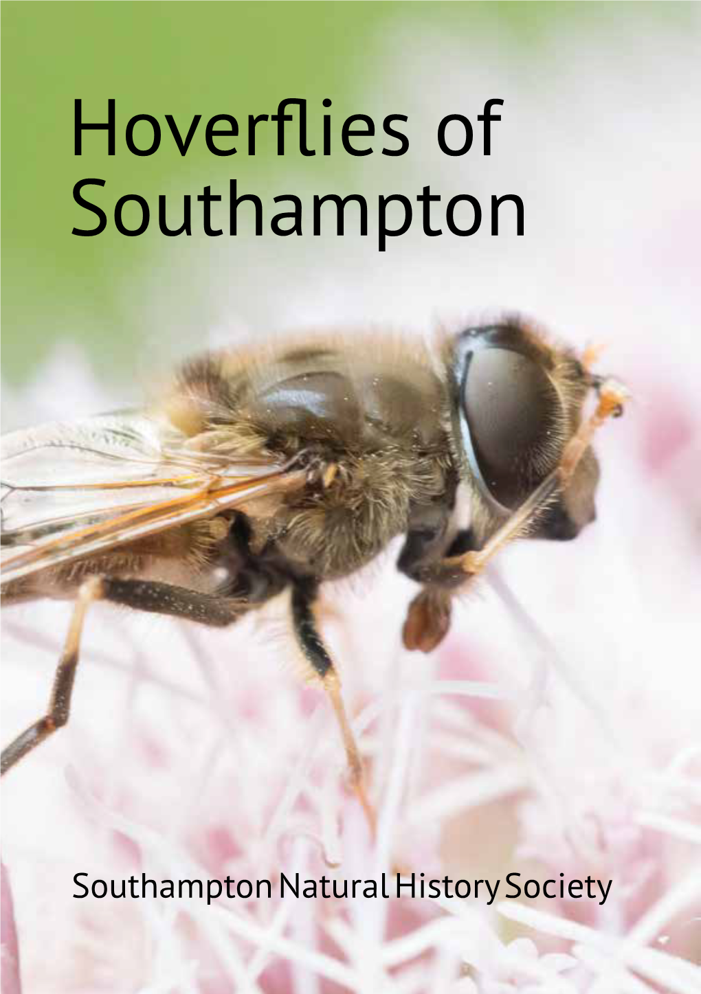 Hoverflies of Southampton