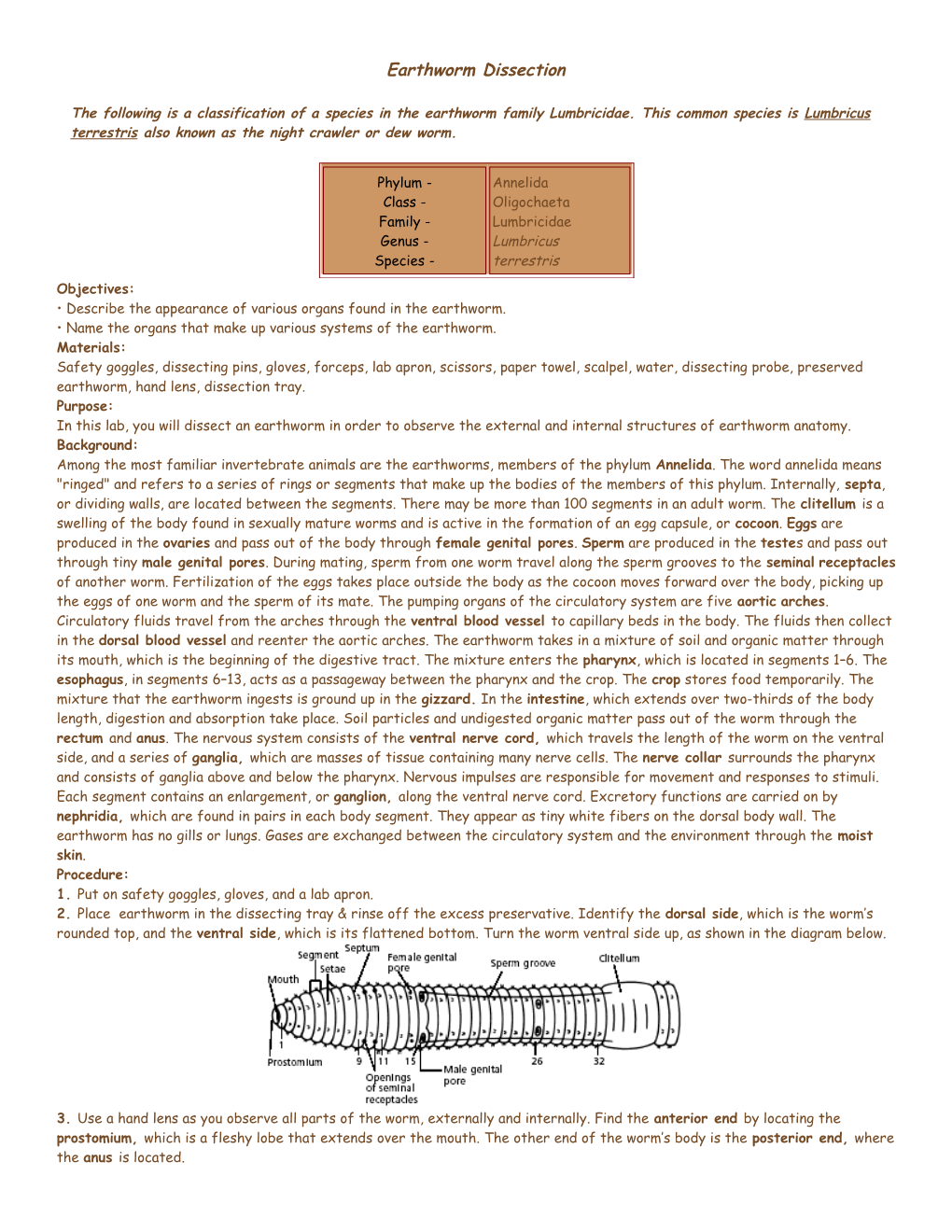 Earthworm Dissection