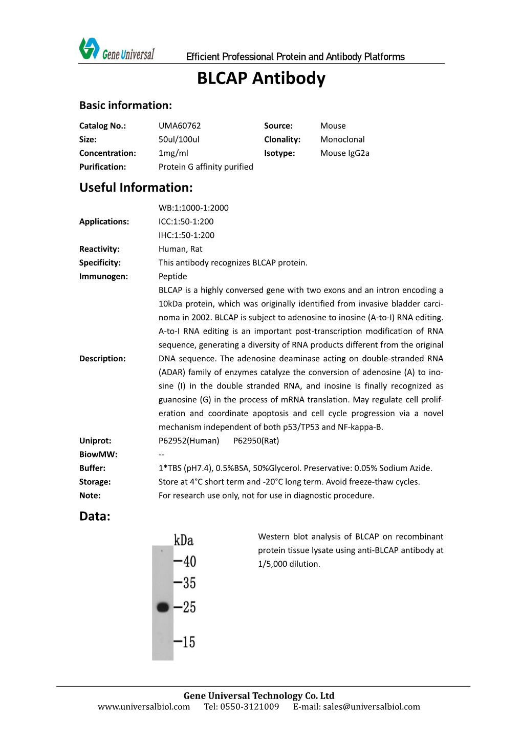 BLCAP Antibody