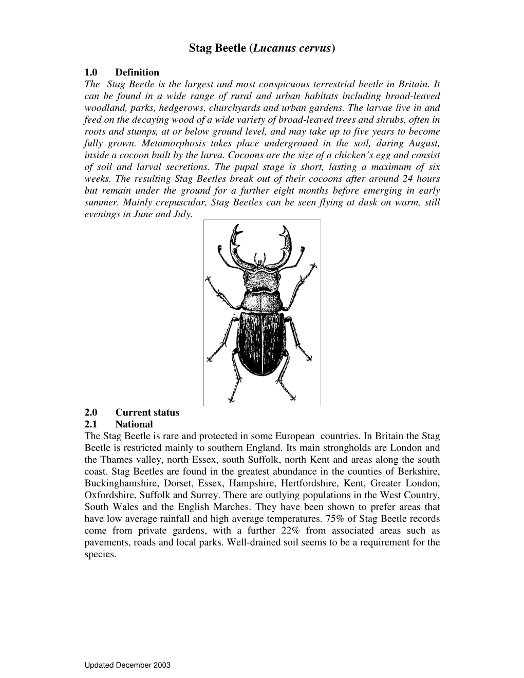 Stag Beetle (Lucanus Cervus)