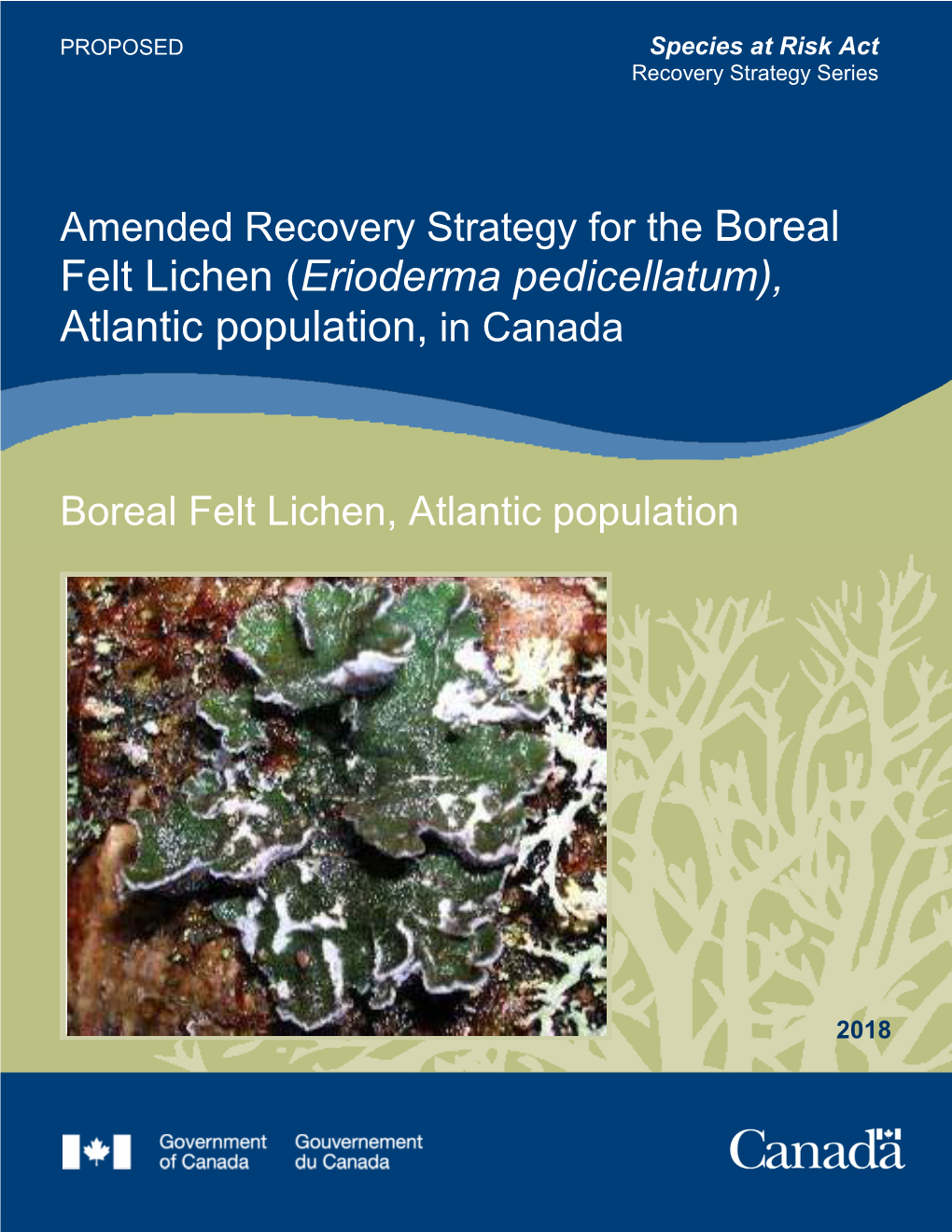 Boreal Felt Lichen (Erioderma Pedicellatum), Atlantic Population, in Canada