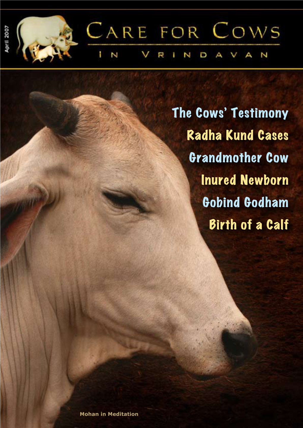 The Cows' Testimony Radha Kund Cases Grandmother Cow Inured