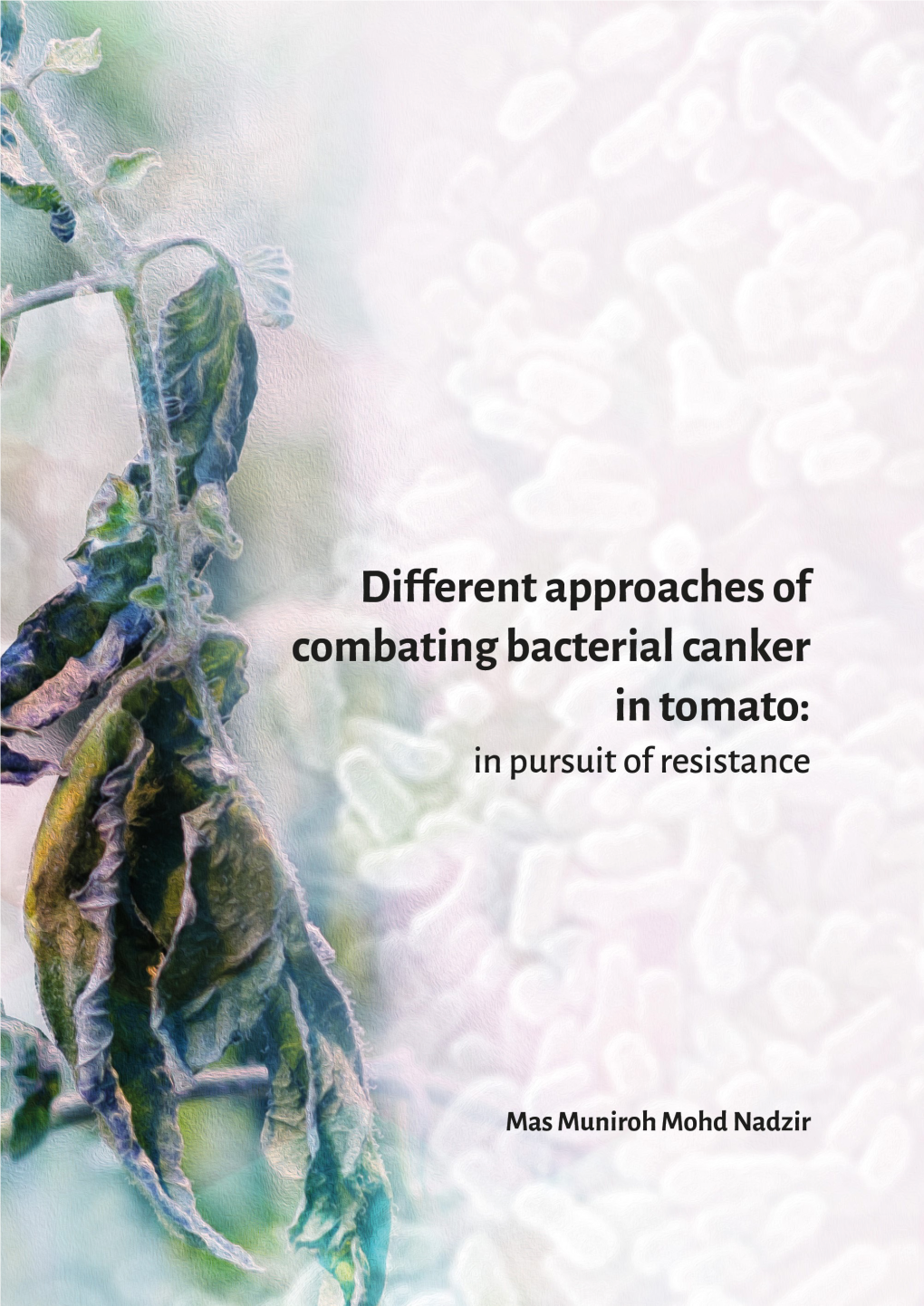 Different Approaches of Combating Bacterial Canker in Tomato: in Pursuit of Resistance