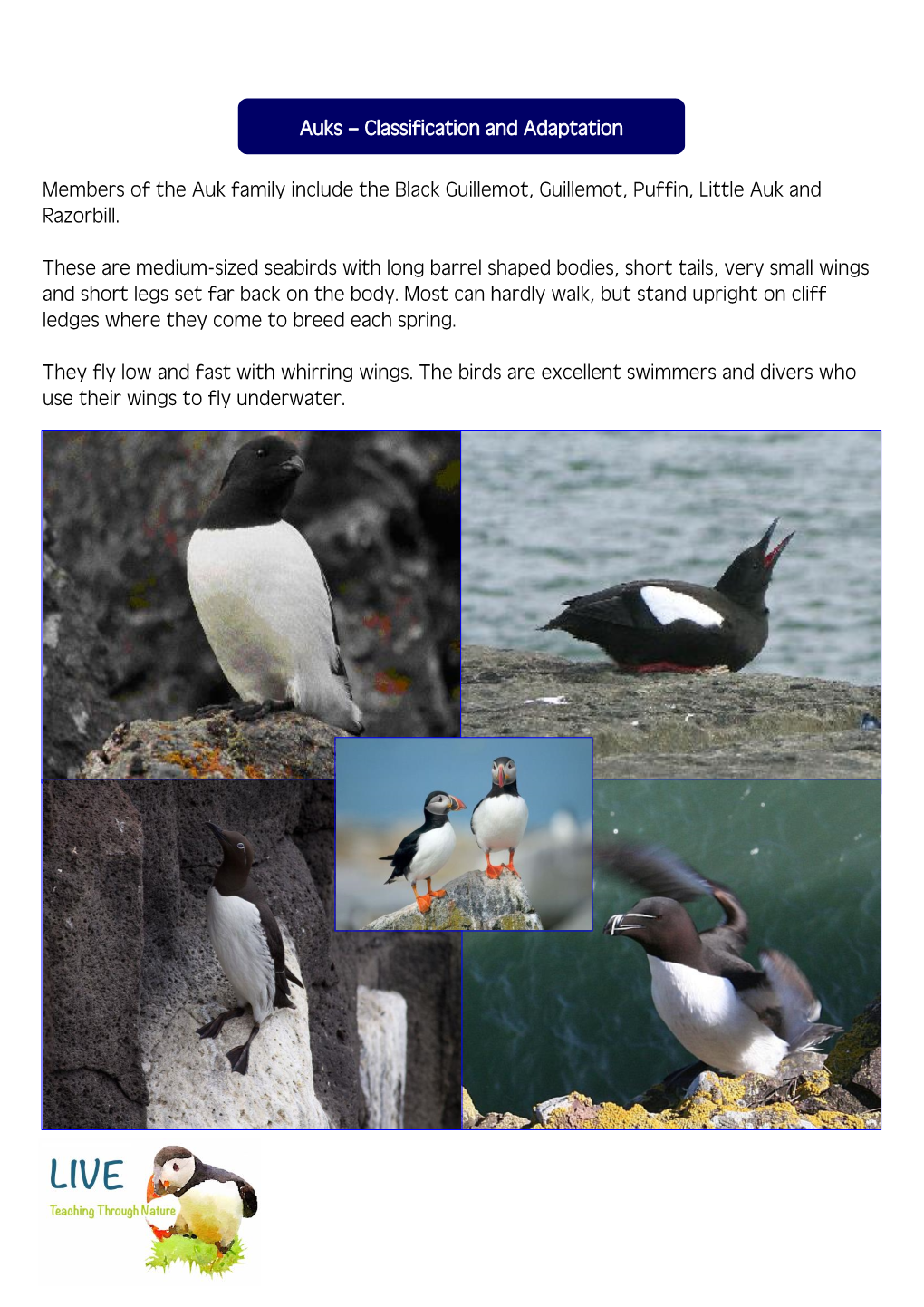 Auks – Classification and Adaptation